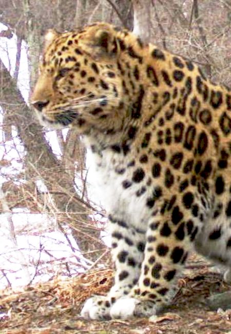 Леопард Leo 30M - Охотск. Имя ему выбрал глава министерства природных ресурсов и экологии РФ Сергей Донской. Как он пояснил, «это имя станет символом присоединения к континентальному шельфу России крупного анклава, находящегося с срединной части Охотского моря». Фото: ФГБУ «Земля леопарда».