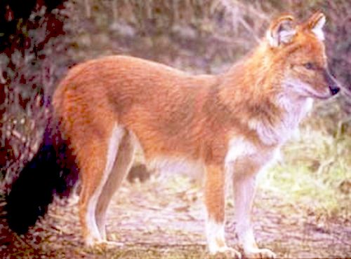 Красный волк (лат. Cuon alpinus)