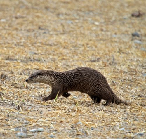Выдра. фото Светланы Бондарчук