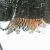 Небывалые снегопады оставили амурских тигров без еды