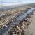 «Эковахта Сахалина»: Масштабы гибели сельди в заливе Пильтун Сахалина огромны