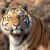 В Свободненском районе нашли убитым амурского тигра Павлика