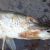 В заказнике Удыль Хабаровского края - массовая гибель рыбы