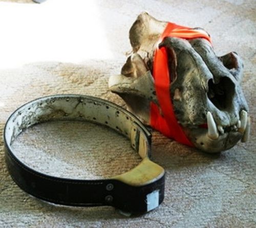 Фото 4. Череп и радиоошейник тигра Сергея (№ 85), найденные сотрудниками WCS в конце сентября 2008 г. на р. Серебрянке в кл. Еловый (Сихотэ-Алинский заповедник). Тигр погиб в ноябре–декабре 2007 г. вскоре после отлова WCS. Клыки обломаны и повреждены во время пребывания в петле Олдрича (фото С. Колчина)