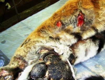 Фото 6. Травмы, полученные тигром Иваном во время пребывания в петле Олдрича (фото WCS)