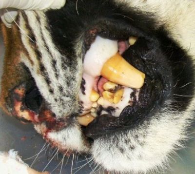 Фото 7. Травмы, полученные тигром Иваном во время пребывания в петле Олдрича (фото WCS)