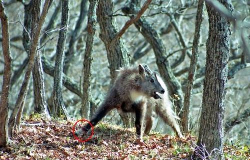 Фото 12. Горал в петле Олдрича — «случайная» жертва WCS во время отлова тигров в Сихотэ-Алинском заповеднике (окрестности бухты Благодатная) летом 2008 года. Шкура на ноге животного содрана петлёй по всей окружности (фото WCS)