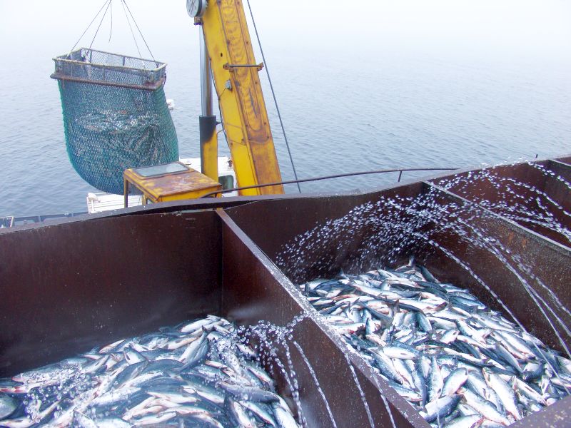 Ловись рыбка большая и большая! Фото Сергея Балбашова