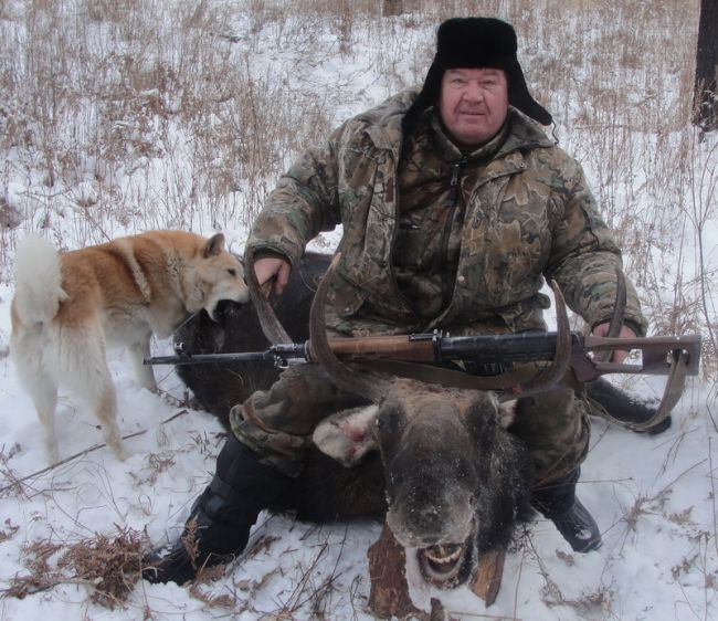 Одна охота, четыре зверя, два дня между снимками - ну как такому рачительному хозяину не дать денег?! Ведь сразу видно, что он лишнего не возьмет! А ведь Амурляндия не Швеция и даже не Монтана какая-нибудь - здесь лоси если на дорогу и выбегают, так под машины не кидаются - нет в ареале их обитания дорог, где они опасность для людей представляют. Да и не так много их, лосей - тиграм едва-едва хватит!