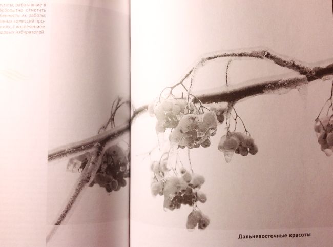 Ветка рябины на две страницы