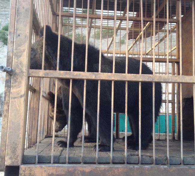 Мишек поймали и погрузили в клетку...