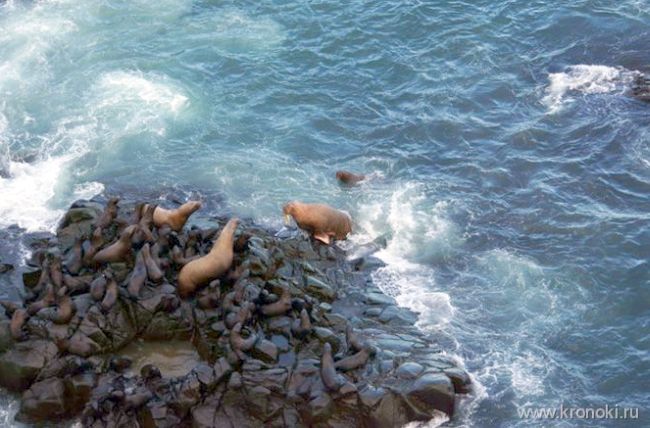 Самка моржа с детенышем на Камне Козлова. Камчатка. Фото Владимира Бурканова