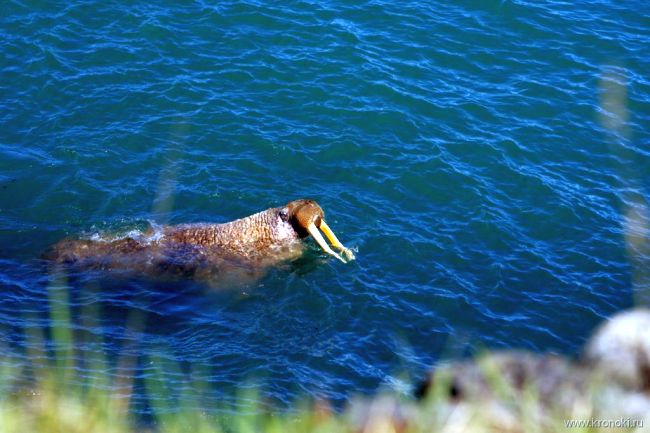 Тихоокеанский морж. Камчатка. Фото Владимира Бурканова