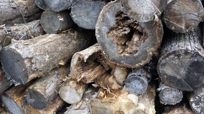 Полусырые, полупрогнившие бревна, местами просто труха - это гуманитарная помощь, направленная областным руководством в самый пострадавший от наводнения район