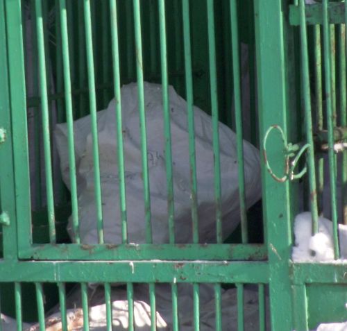 Трупы обезьян - в мешки …и в кочегарку?  Фото Татьяны Жмеренецкой.