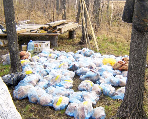 Гуси уже упакованы. Фото Владимира Андронова.