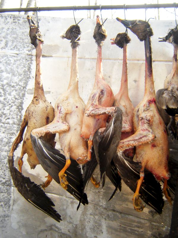 Висели на крюках разделанные туши гусей и уток. Фото Владимира Андронова.