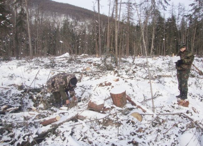 На территории заказника «Баджальский» оперативной группой заповедника обнаружены рубки