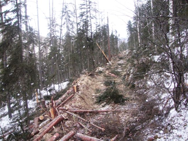 Несанкционированное строительство лесовозных дорог и мостов