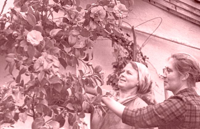 Первые сотрудники оранжереи: лаборант Анастасия Петровна Олешко и младший научный сотрудник Анна Васильевна Гутник у цветущей камелии. 1966 год. (Из архива БСИ)