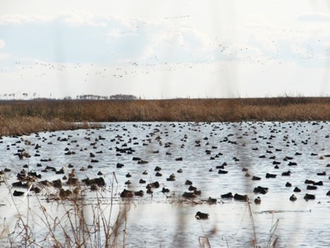 Утки на воде