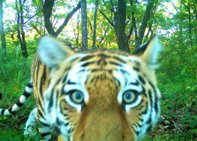 Амурский тигр. Кадр с фотоловушки ФГБУ «Земля леопарда»