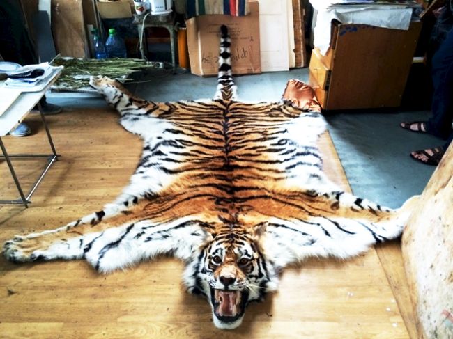 Шкура тигра