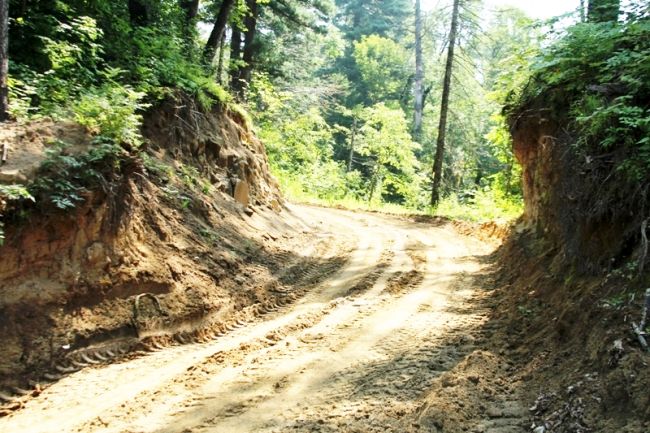 Летняя лесовозная дорога