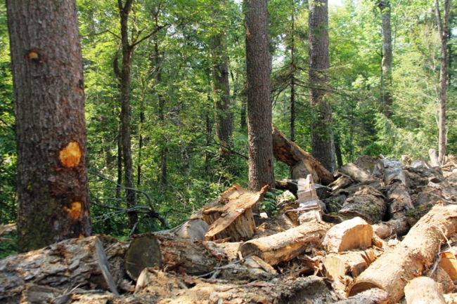 Уничтожение кедров при разработке лесосеки