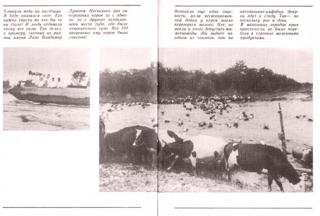 Стадо коров спасли. 1981 год (нажмите, чтобы увеличить)