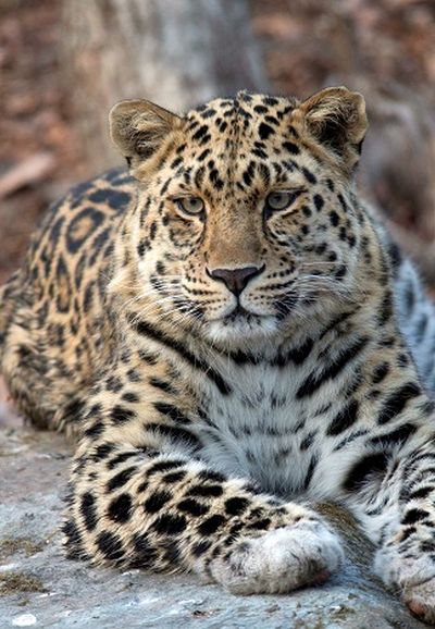 Leo 11M Меамур - брат знаменитого Лорда, имя которому давала вся Россия. Имя леопарду Leo 11M придумал Илья Лагутенко, лидер музыкальной группы «Мумий Тролль». Фото: ФГБУ «Земля леопарда».