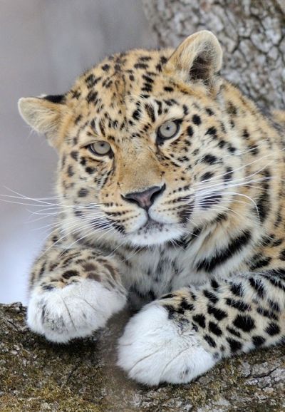 Leo 10M Лорд - один из самых известных дальневосточных леопардов. Популярность пришла к нему в 2013 году, когда вся Россия выбирала ему имя в рамках конкурса «Придумай имя леопарду». Фото: ФГБУ «Земля леопарда».