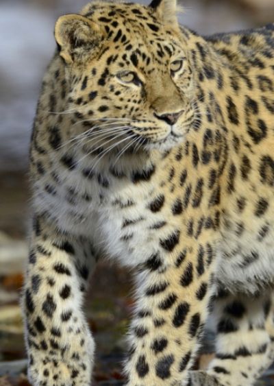 Leo 1F Кедровку можно по праву назвать хозяйкой заповедника и матерью-героиней. За время наблюдений она вырастила 8 котят. Фото: ФГБУ «Земля леопарда».