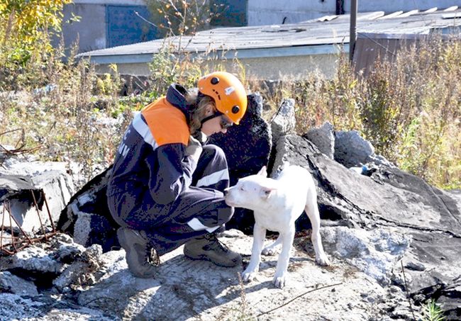Собака к поиску готова!
