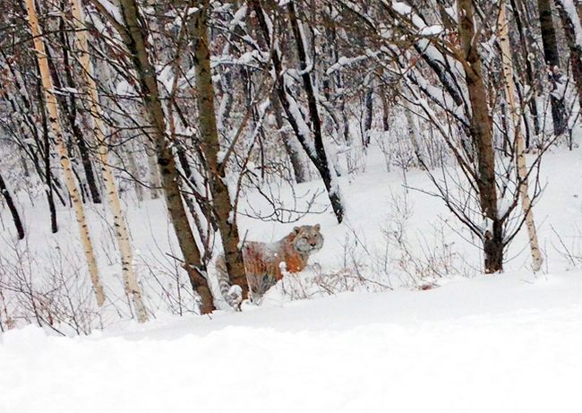 Тигр Устин в Китае. Фото Линь Синьлэй