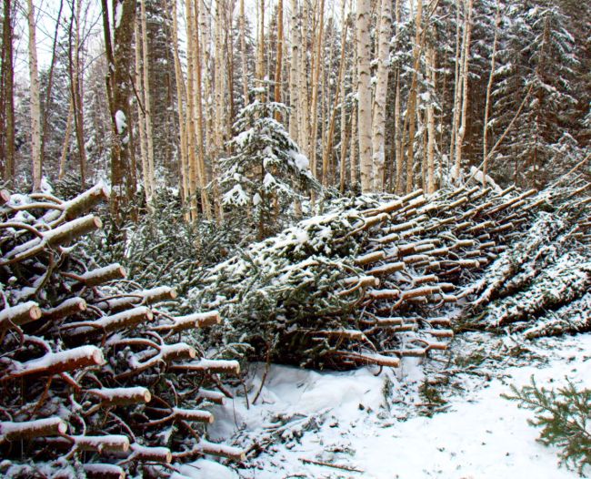 Склад с незаконно заготовленными новогодними елками. Фото с рейда Дмитрия Сычикова / WWF России.