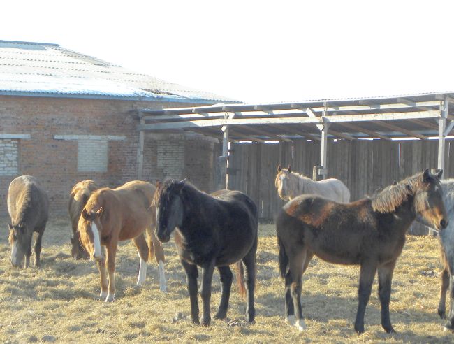 Табун лошадей буденовской породы, с.Башмак ЕАО, Ленинский район. Фото: «Газета на Дом».