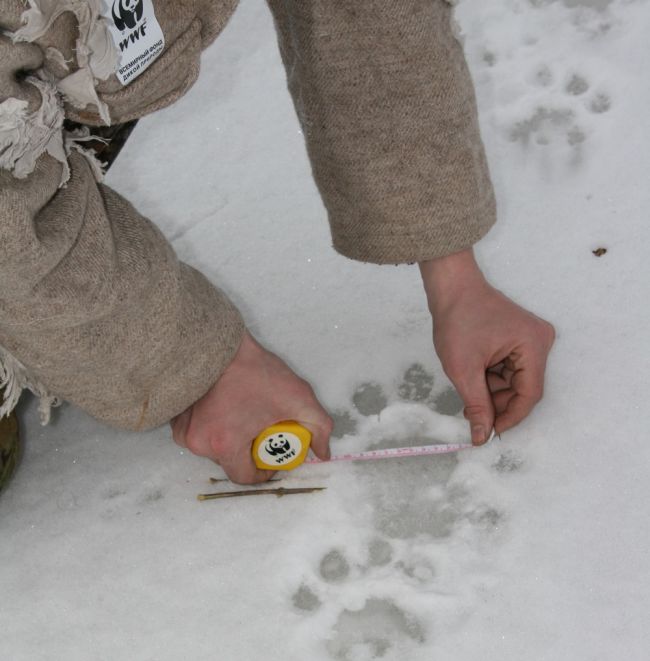 WWF принимает участие в учете тигра в 2015 г. Фото: Павел Фоменко