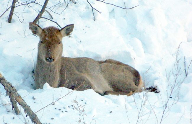 Самка изюбря - под охраной инспекторов филиала «Анюйский»