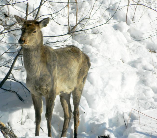 Обессилев от усталости и голода изюбриха вышла к людям