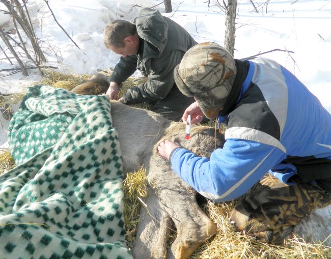 Изюбриху обездвижили и перевезли на новое место жительства