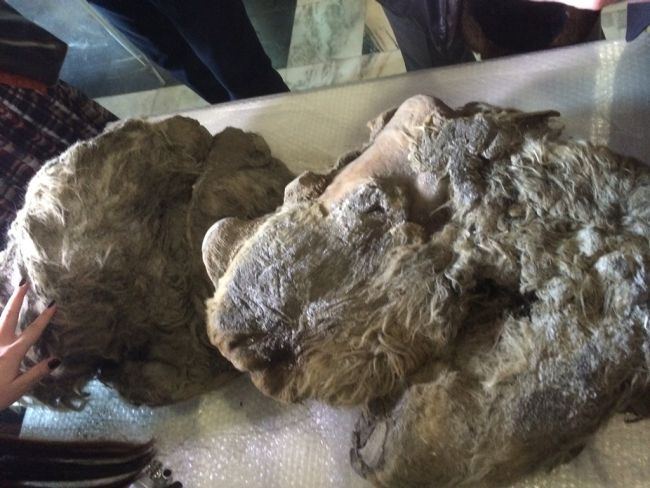 Останки шерстистого носорога