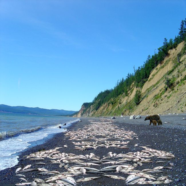 Охотское побережье. Фото Сергея Балбашова