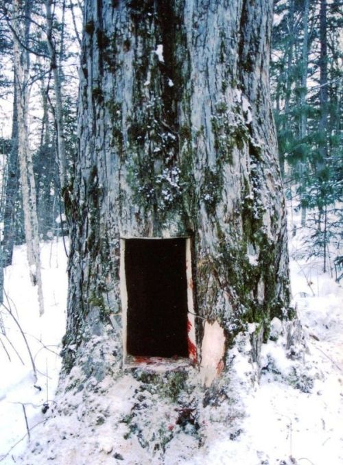 Берлога гималайского медведя, пропиленная охотниками при извлечении трупа убитого медведя. Бассейн р. Дурмин (Хабаровский край)