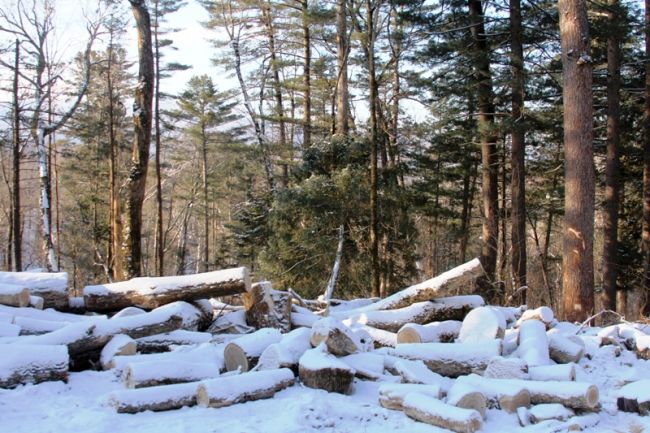 «Рубки ухода» в кедрово-широколиственных лесах. Заказник «Бирский» (Хабаровский край), февраль 2015 г.