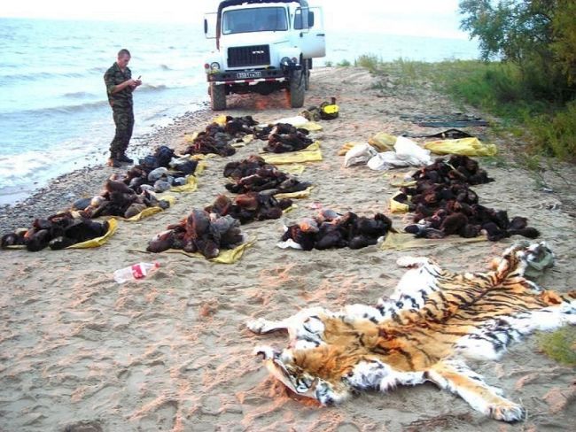 Лапы медведей и шкура тигра, изъятые у контрабандистов