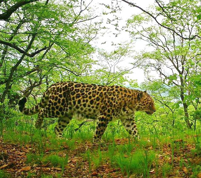 Леопард. Снимок фотоловушки. ФГБУ «Земля леопарда»
