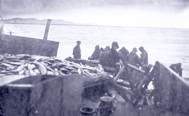 Засолка рыбы моряками Амурской флотилии.