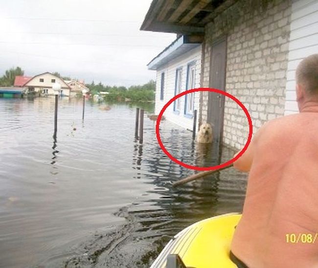 Дружок всю ночь в воде охранял свой дом