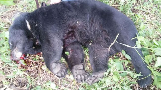 Убитый медведь в Лучегорске